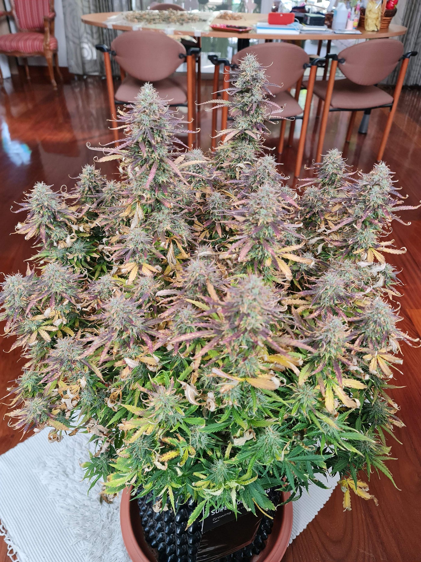 Sour Diesel Auto