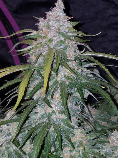 Pineapple Express