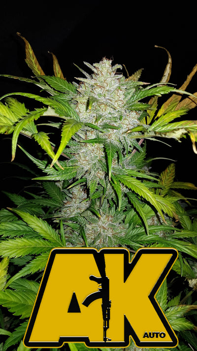 AK Auto