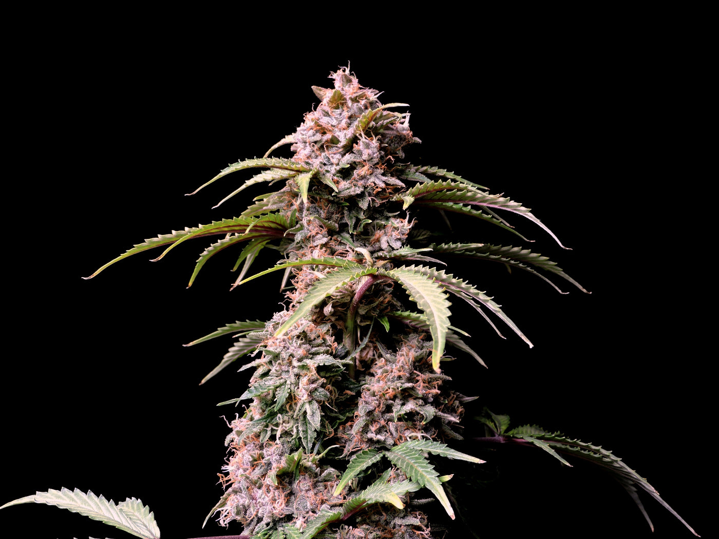 Amnesia Zkittlez