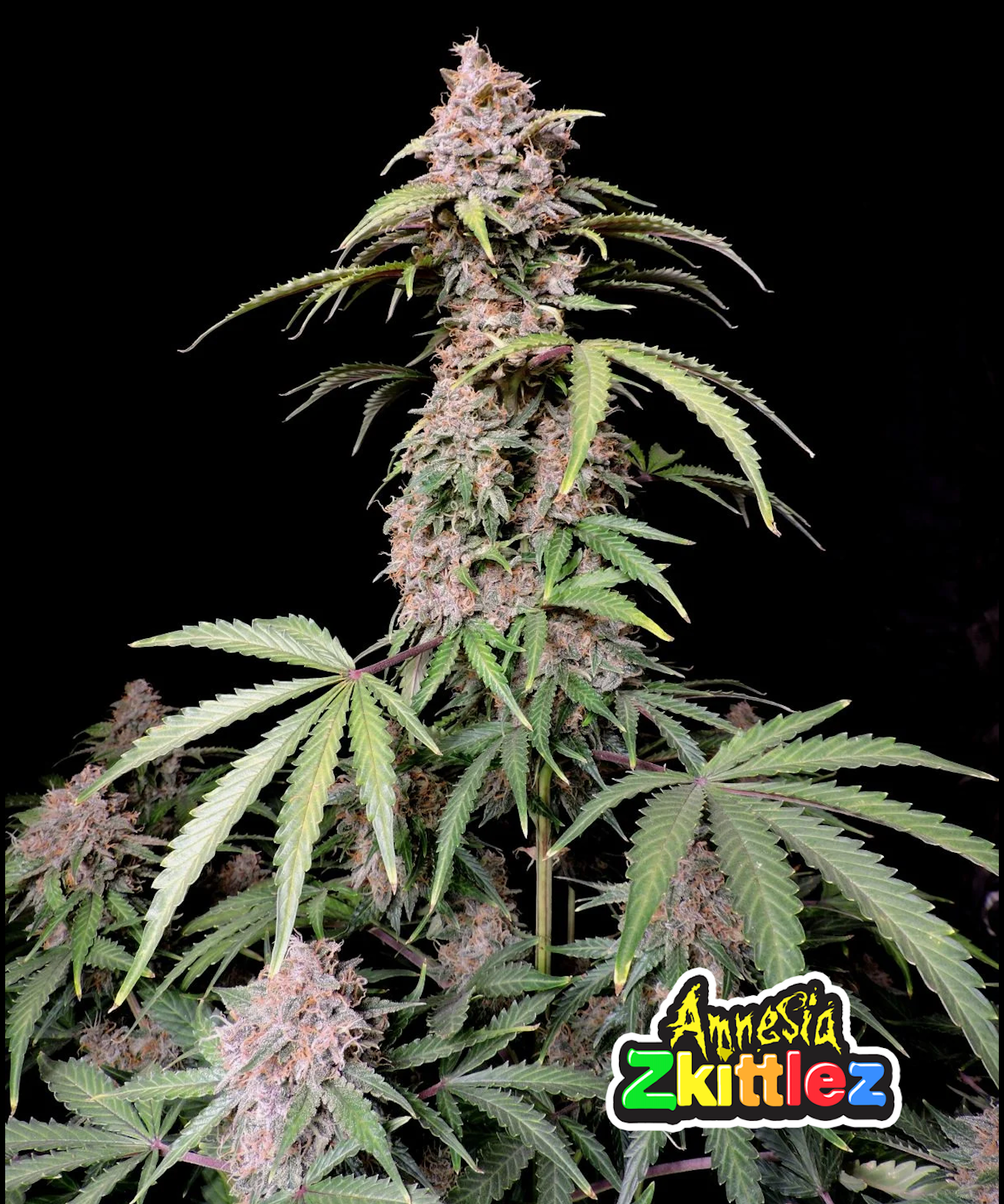 Amnesia Zkittlez