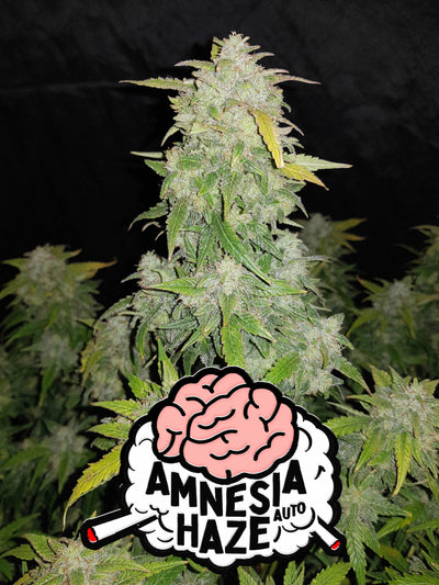 Amnesia Haze Auto