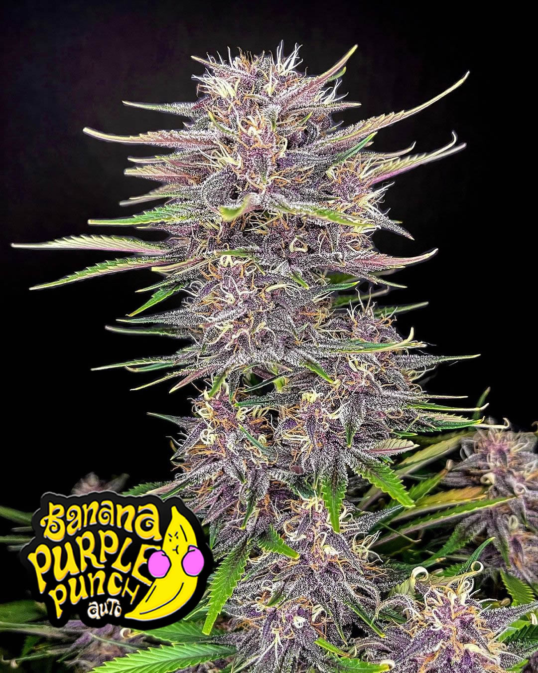 Banana Purple Punch