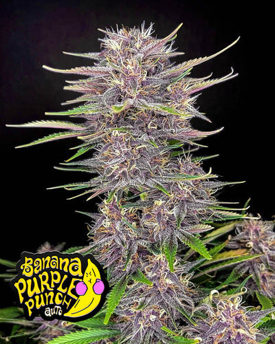 Banana Purple Punch