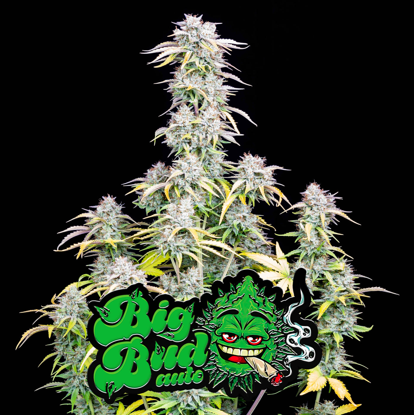 Big Bud Auto