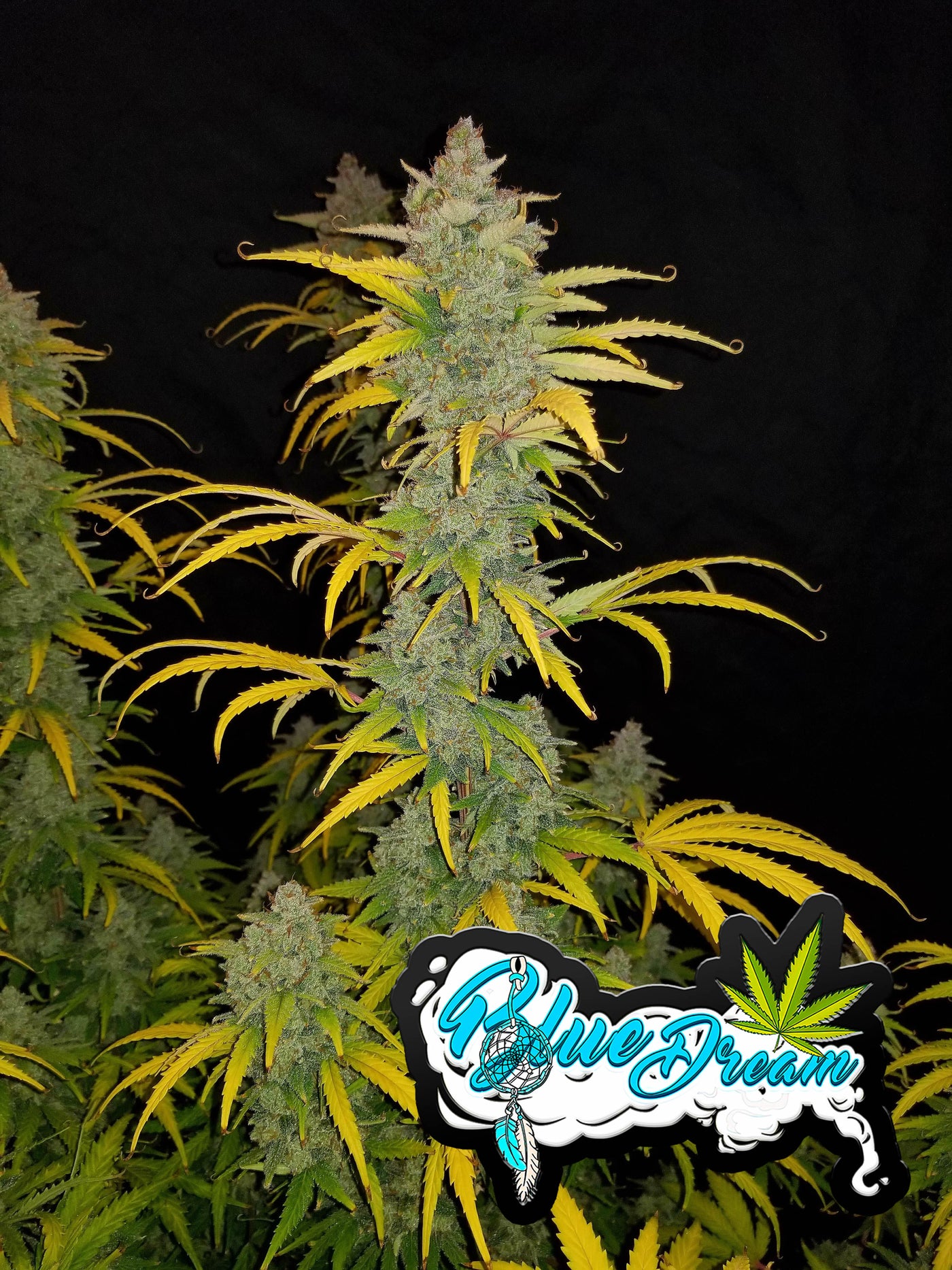 Blue Dream Matic