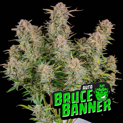 Bruce Banner
