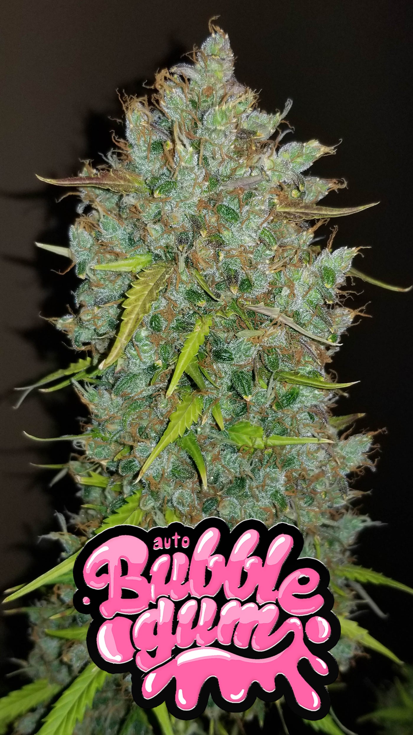 Bubblegum Auto