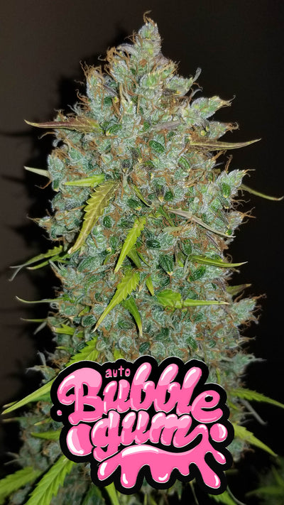 Bubblegum Auto