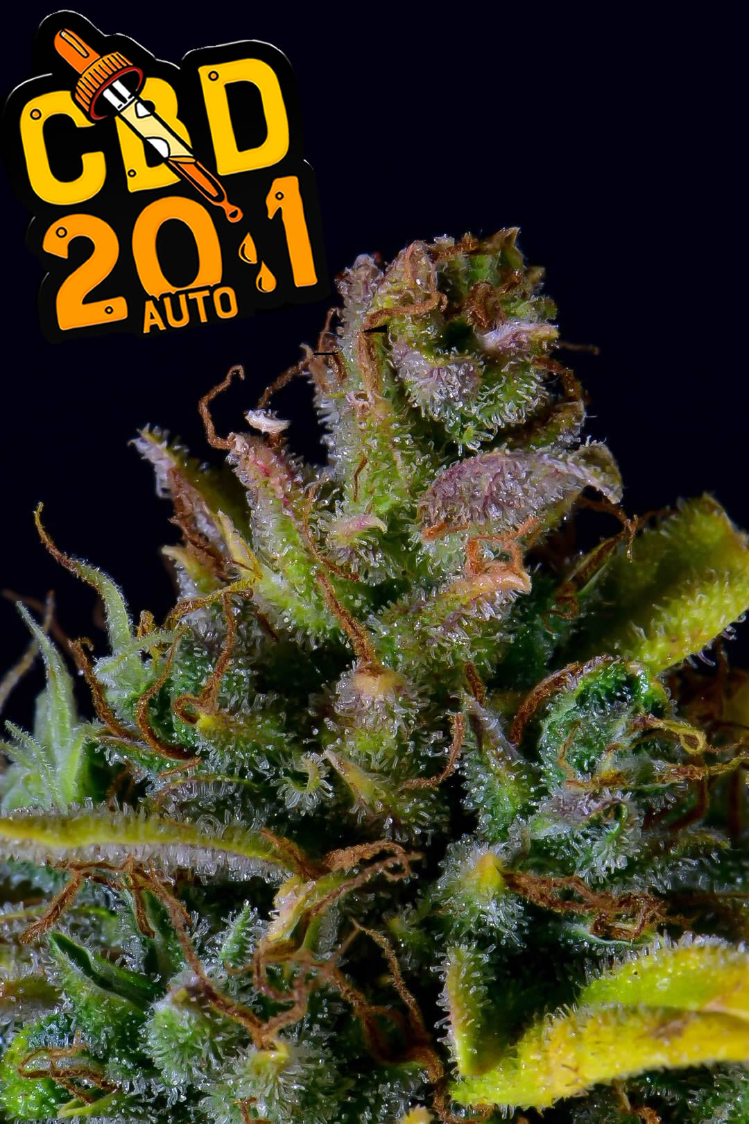 CBD 20:1
