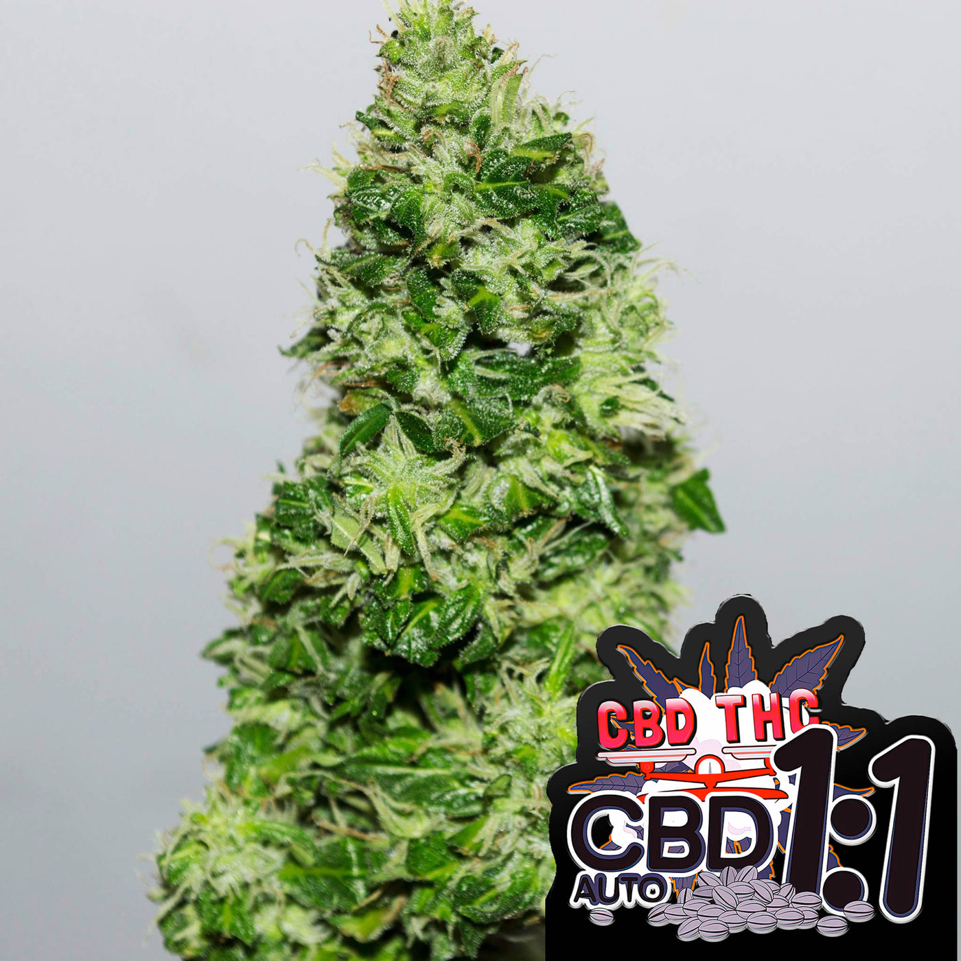 CBD Crack