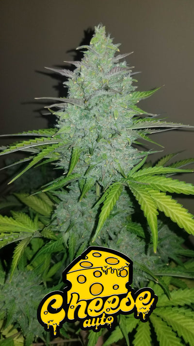 Cheese Auto
