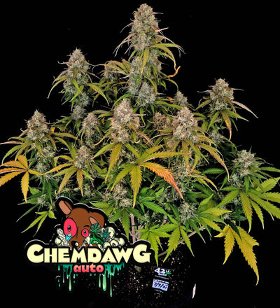 Chemdawg Auto