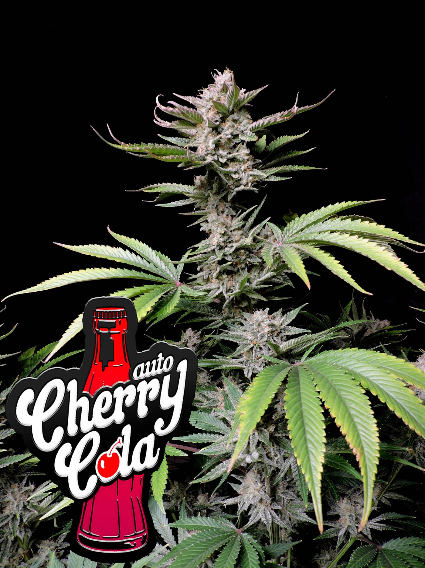 Cherry Cola
