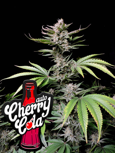 Cherry Cola