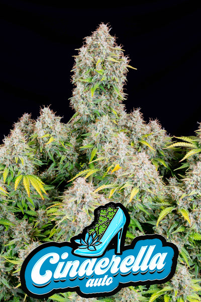 Cinderella Auto