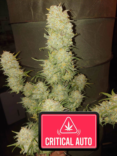 Critical Autoi