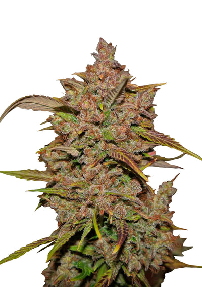 Crystal Meth