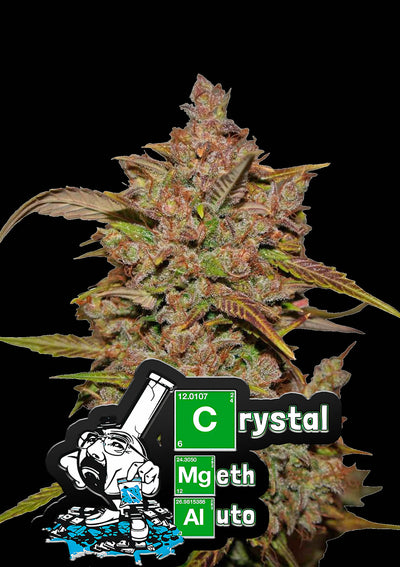 Crystal Meth
