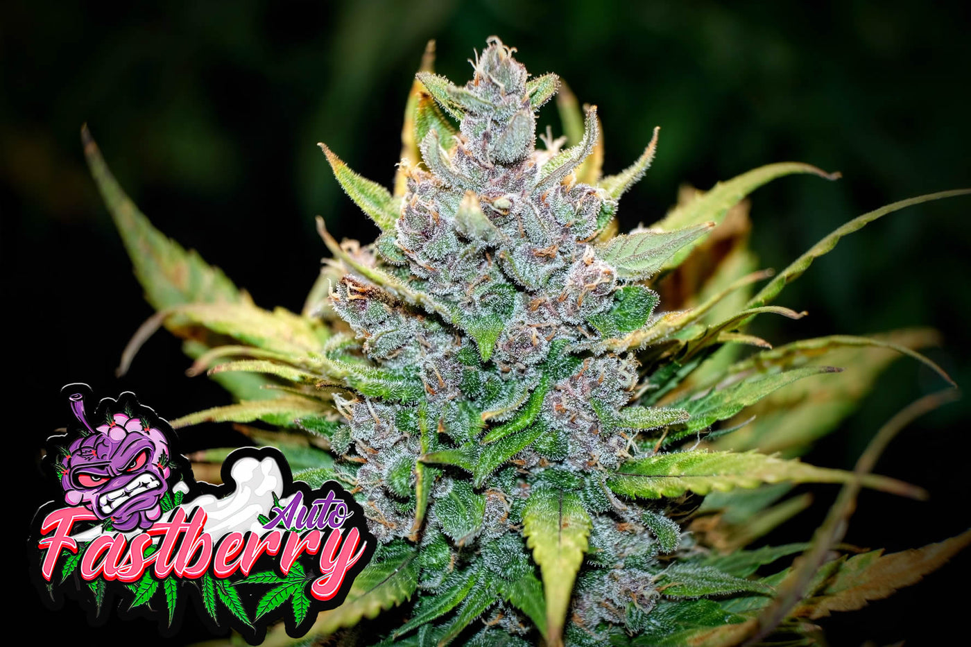Fastberry