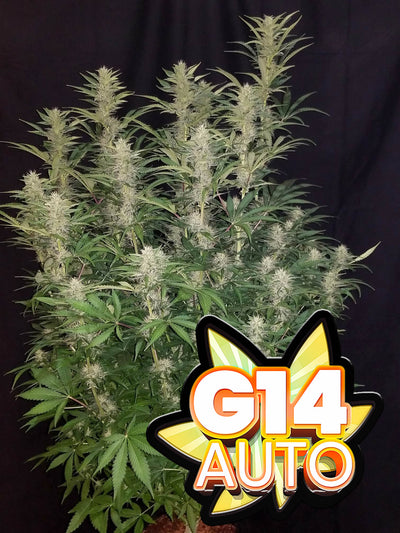 G14