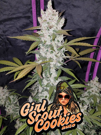 Girl Scout Cookies