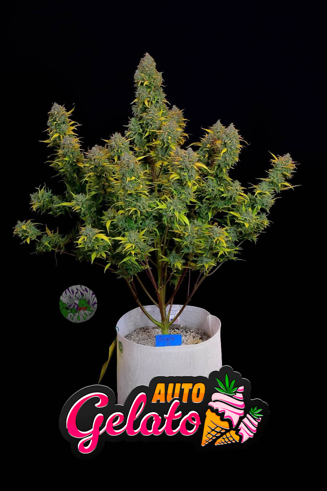 Gelato