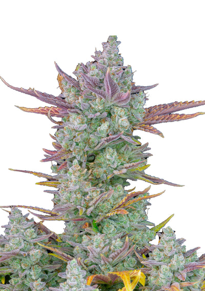 Gorilla Cookies