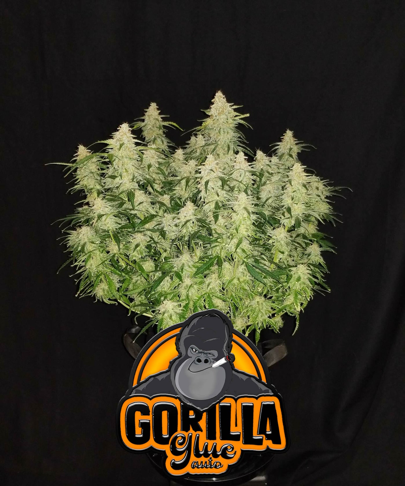 Gorilla Glue