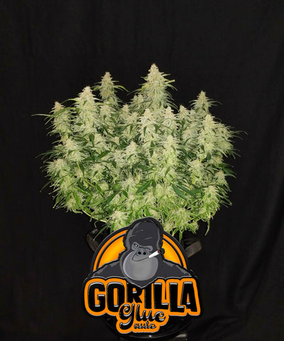 Gorilla Glue