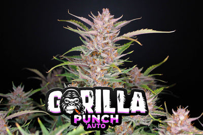 Gorilla Punch
