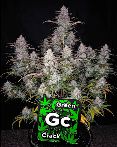 Green Crack