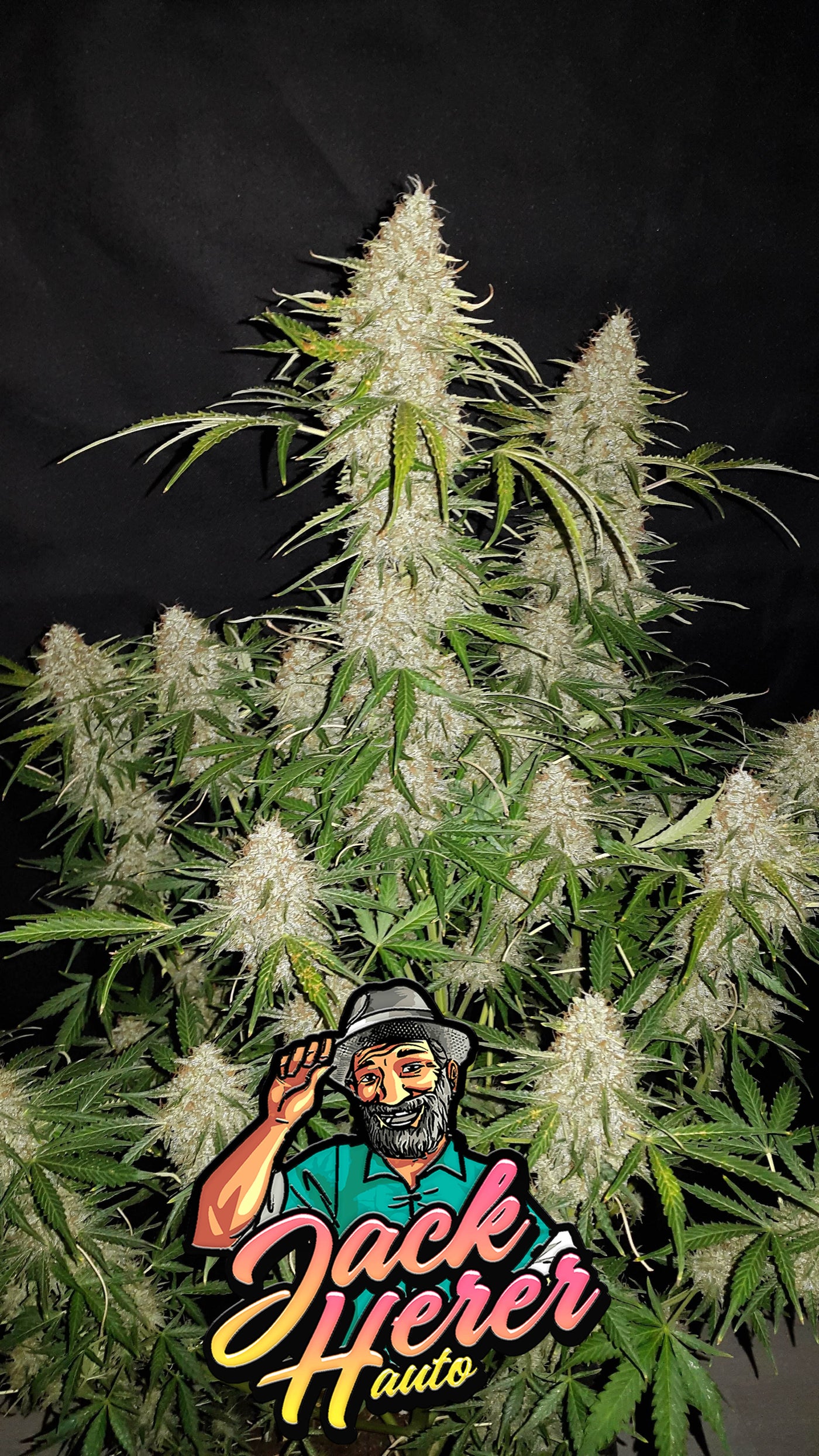 Jack Herer Auto