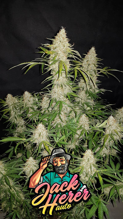 Jack Herer Auto