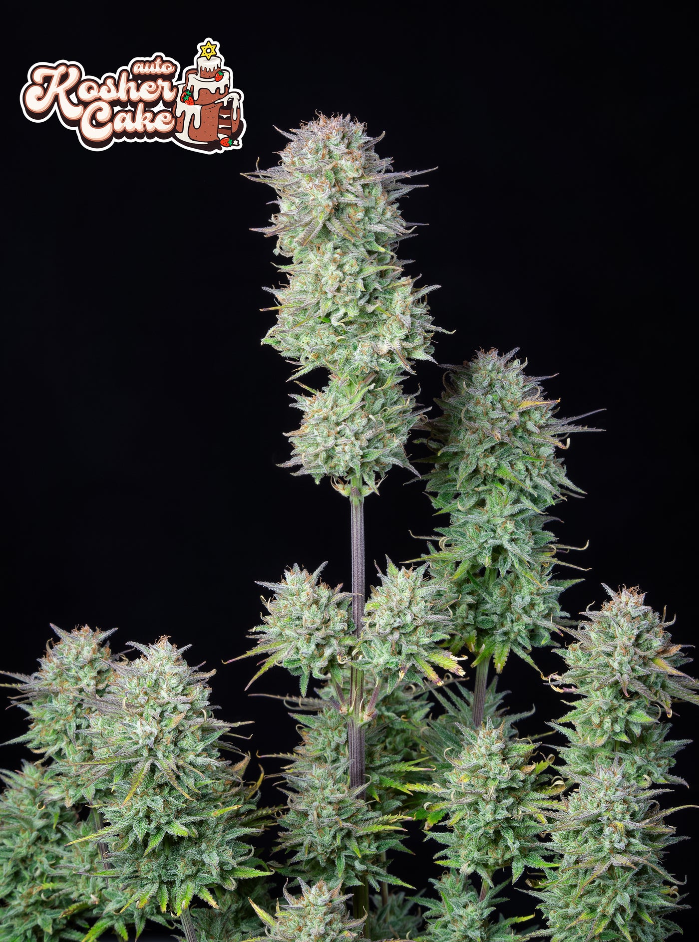 Kosher Cake Auto