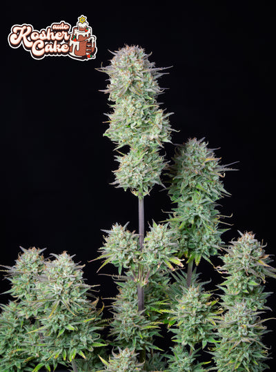 Kosher Cake Auto