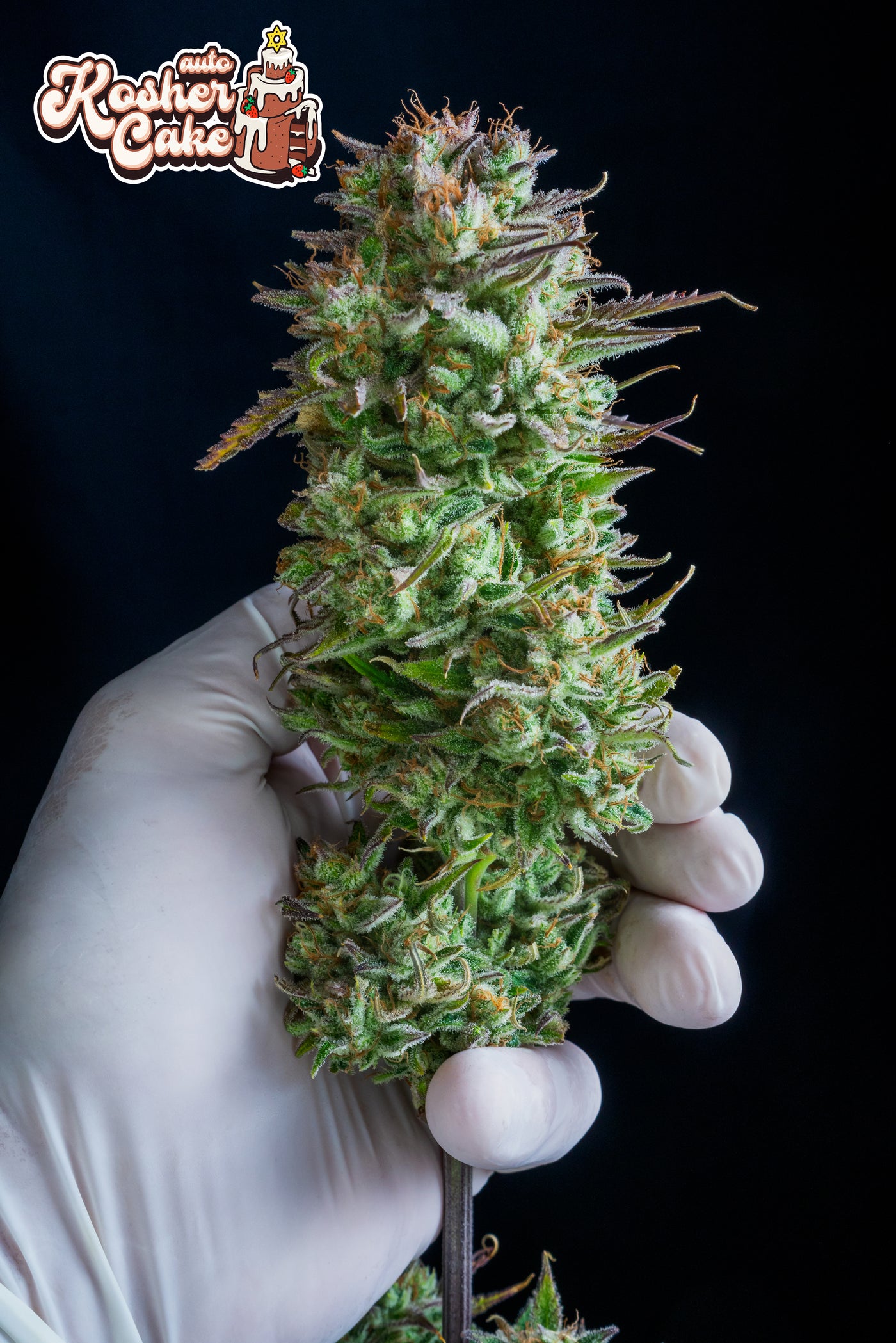 Kosher Cake Auto