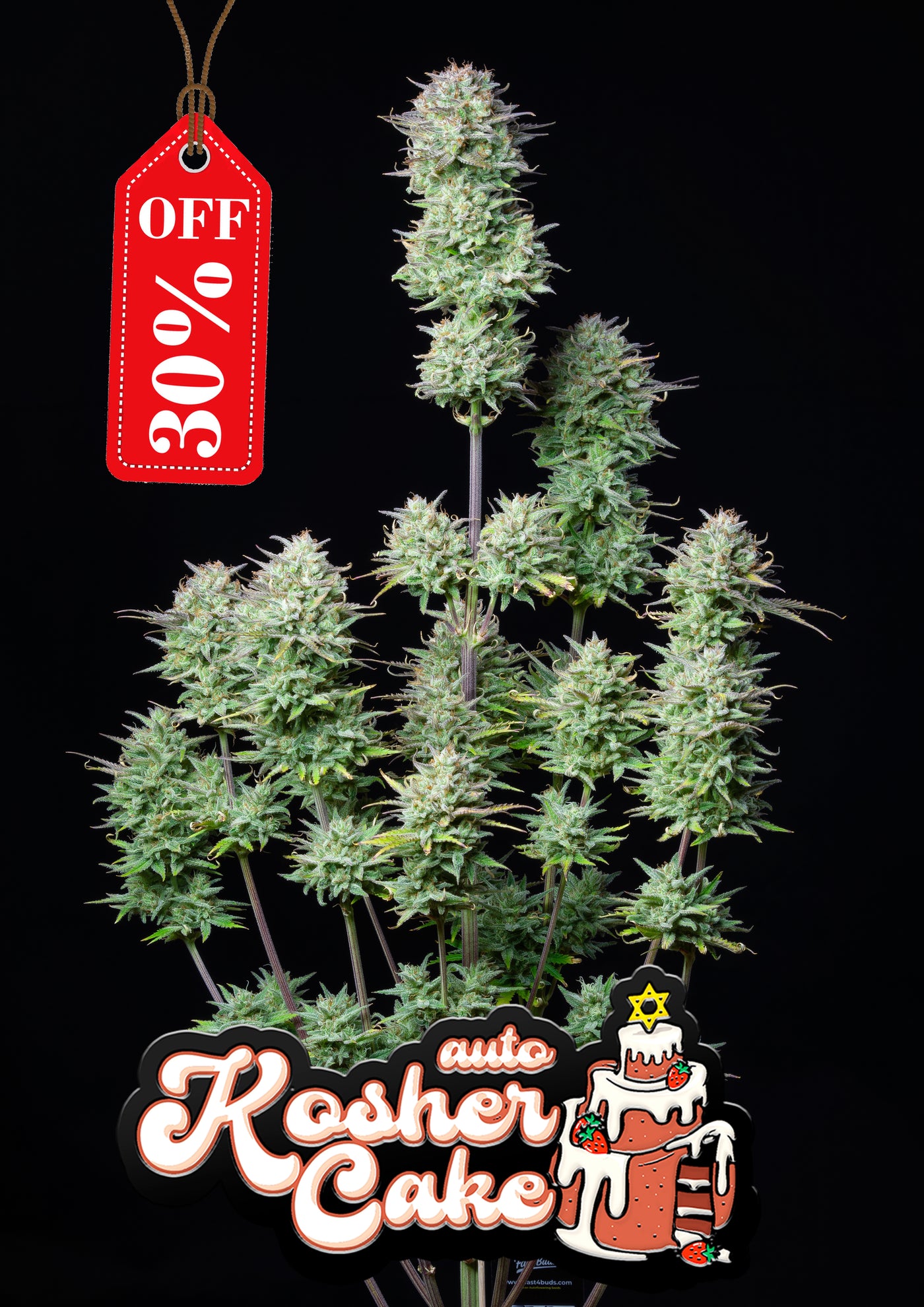 Kosher Cake Auto
