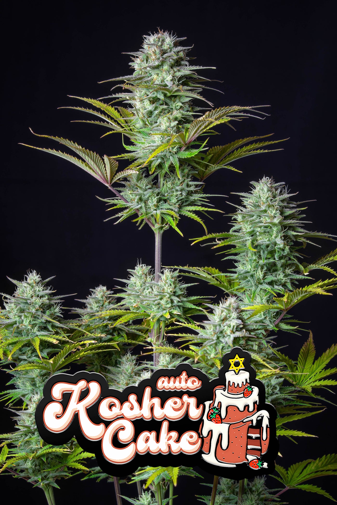 Kosher Cake Auto