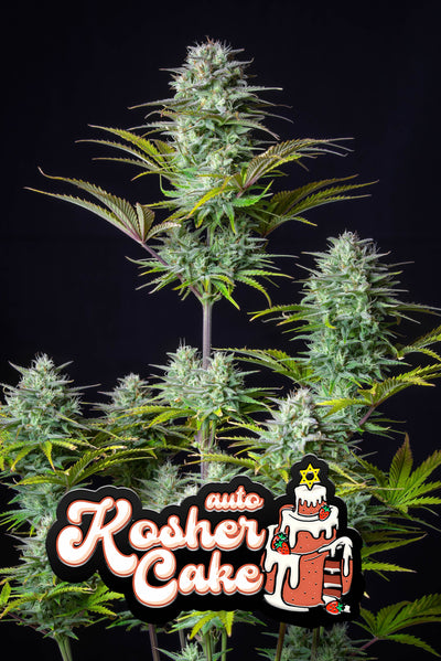 Kosher Cake Auto
