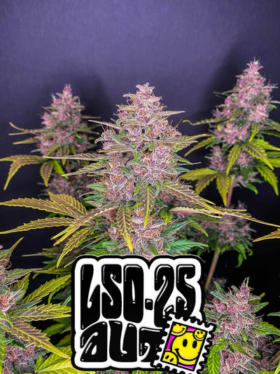 LSD-25