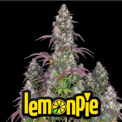 Lemon Pie