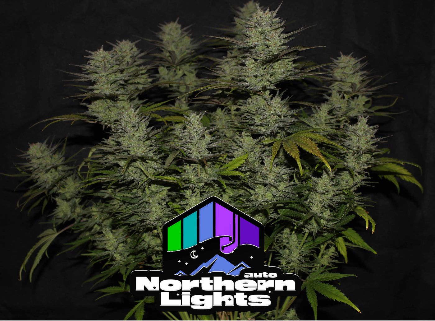 Northern Lights Auto