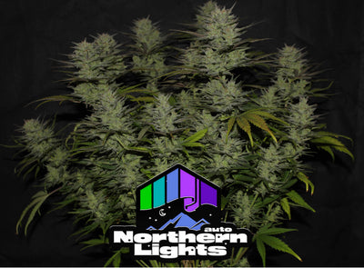 Northern Lights Auto