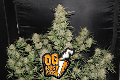 OG Kush Auto