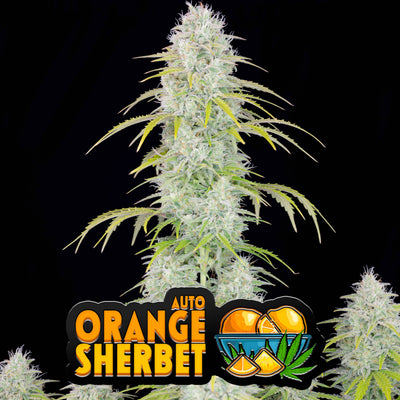 Orange sherbet