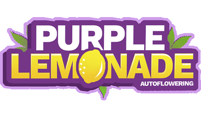 Purple Lemonade