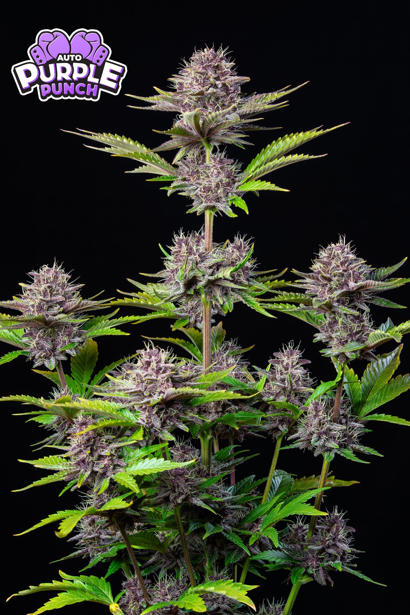 Purple Punch