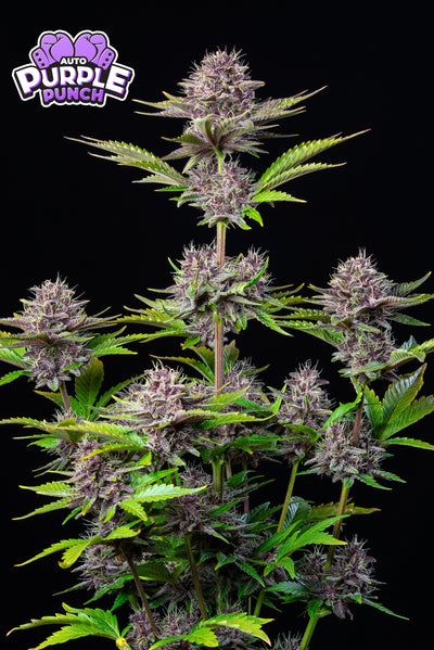 Purple Punch