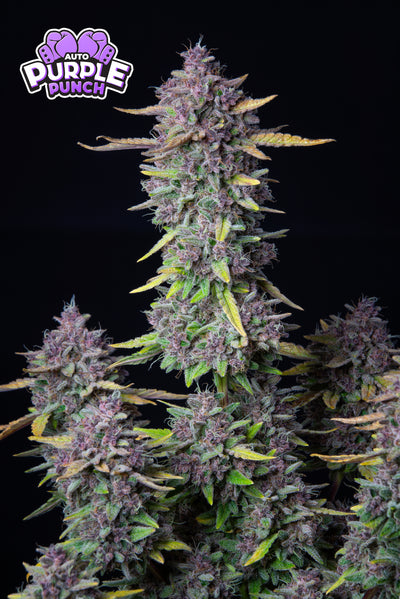 Purple Punch